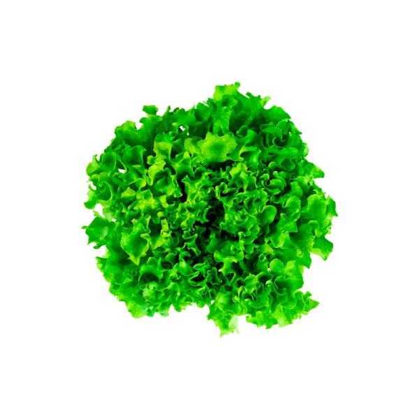 Lechuga Hidropónica